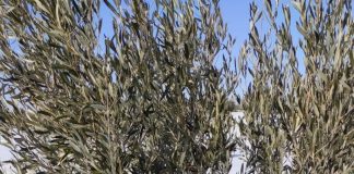 Vídeo. Nieve y hielo tronchan los olivos daños olivar