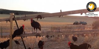 Raza aviar Gallina Castellana Negra se incorpora al logotipo raza autóctona 100% La Barja