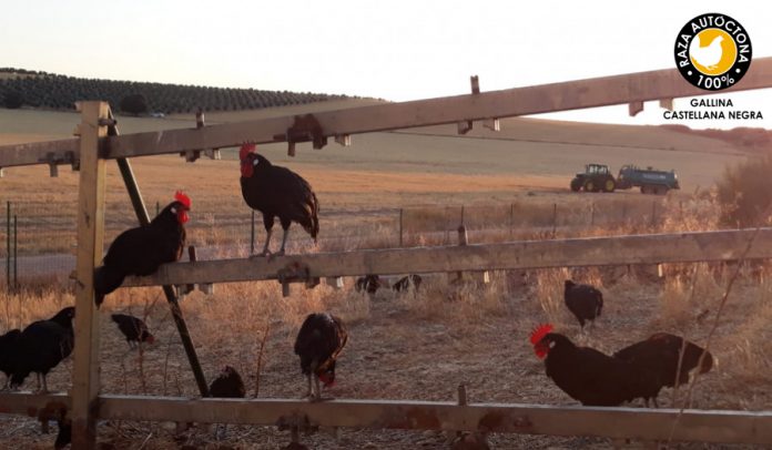 gallina negra castellana (2) La Barja