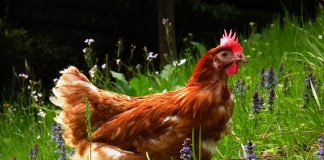 Contemplan aplicar medidas más restrictivas contra la gripe aviar