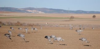 Estudian posibles ayudas para daños que las grullas producen en cultivos