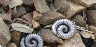 Los científicos reivindican la protección del mundo subterráneo gusanos