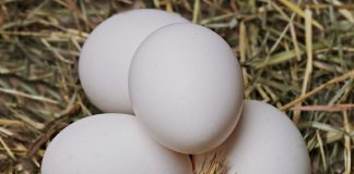 El Ministerio de Agricultura, Pesca y Alimentación aprueba la nueva extensión de norma del huevo y sus productos huevos