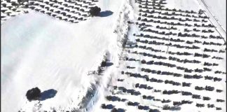 Alerta de importantes daños en el olivar de La Alcarria conquense