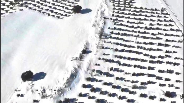 imagen aerea olivar villalba del Rey-1