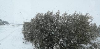 Gobierno está adoptando medidas para ayudar a agricultores y ganaderos afectados por temporal ‘Filomena’