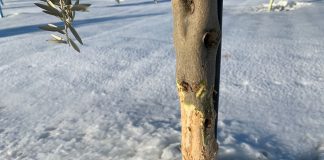 ASAJA: «Limitaciones actividad cinegética abocan al sector agrario a inasumibles daños en cultivos»