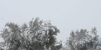 Pide plan para recuperación del olivar y la ganadería afectados por el temporal