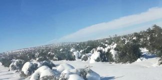 Roturas y muertes de ramas y tuberculosis, principales consecuencias de las nevadas en los olivos
