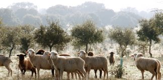 ¿Es posible producir más con menos emisiones y que salgan las cuentas? ovejas merinas