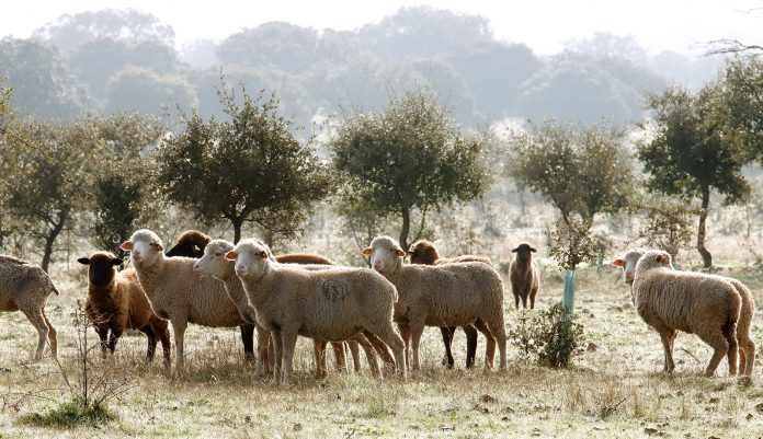 ovejas merinas