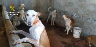 Desarticula organización dedicada al robo y venta de perros de caza