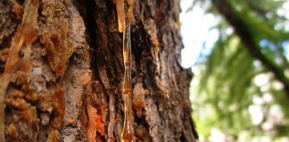 Castilla-La Mancha, potencia resinera pino resinero