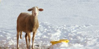 Alerta sobre el riesgo de que el ganado “embasquille” al ingerir pasto congelado