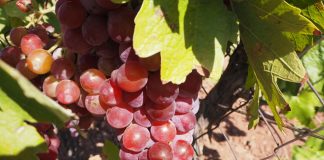 La convocatoria de los planes de reestructuración del viñedo en Castilla-La Mancha para 2022 y 2023 llegará en el primer trimestre de 2021