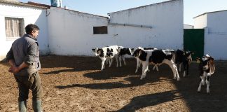 Ganaderos de leche enfurecen: “Ofertar contratos a la baja es inasumible”