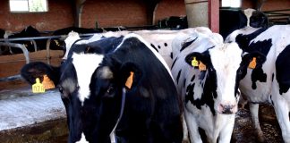 El precio medio de la leche de vaca en Asturias alcanza su máximo histórico