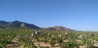 Vendimia histórica en la Denominación de Origen Jumilla vendimia
