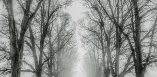 Insta a ciudadanía a evitar desplazamientos innecesarios durante temporal de nieve