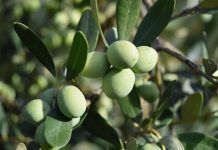 El Ministerio de Agricultura publica la norma de comercialización del aceite de oliva para la campaña 2025-2026 aceitunas
