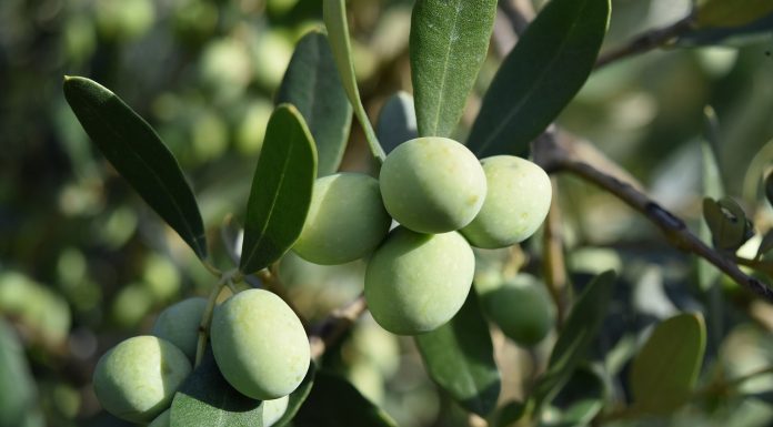 El Ministerio de Agricultura publica la norma de comercialización del aceite de oliva para la campaña 2025-2026 aceitunas