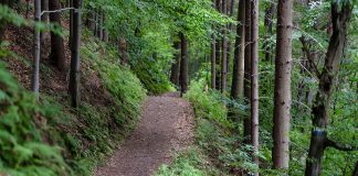 Destinará 2,9 millones a tratamientos selvícolas para prevenir incendios forestales