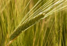 Mercado del cereal: Los agricultores siguen retrasando ventas y los compradores tampoco tienen prisa en cerrar operaciones cereales