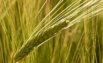Mercado del cereal: Los agricultores siguen retrasando ventas y los compradores tampoco tienen prisa en cerrar operaciones cereales