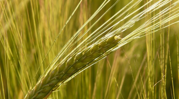 Mercado del cereal: Los agricultores siguen retrasando ventas y los compradores tampoco tienen prisa en cerrar operaciones cereales