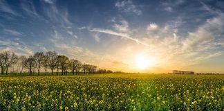 Publicado listado de especies ricas en polen y néctar admitidas para PAC 2021