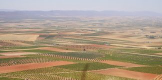 ¿Cuáles son los municipios con más hectáreas de uva con DO La Mancha?