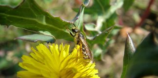 Identifica 98 potenciales especies de abejas polinizadoras del melón, la sandía y las almendras