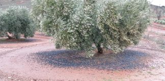El viento acaba de recolectar la aceituna en el Campo de Montiel
