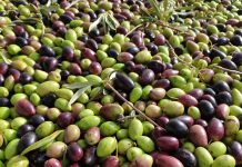 La aceituna como laboratorio: un nuevo enfoque analítico predice la calidad del aceite de oliva