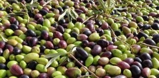 La Denominación de Origen Aceite Montes de Toledo crece