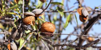 El sector de frutos secos sitúa la previsión de cosecha nacional de almendra en 62.000 toneladas