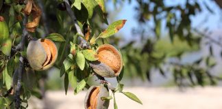Aumenta la frecuencia de almendros de fruto amargo en el medio natural almendro