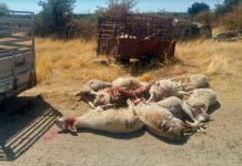 Los ataques de lobos al ganado, en cifras Ataque lobos ganado