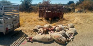 Las ayudas para evitar daños al ganado por ataque de lobos ya se pueden solicitar Ataque lobos ganado