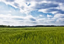 Los precios del cereal frenan sus caídas ante la incertidumbre meteorológica