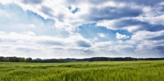 Suben los precios de cereales, aceite de oliva, cerdos y corderos