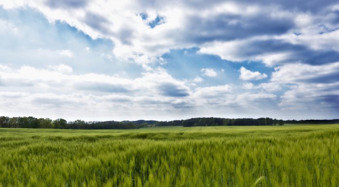 Los precios del cereal frenan sus caídas ante la incertidumbre meteorológica