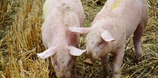 El sector porcino español alcanzó en 2021 una facturación récord ganadería porcino