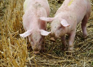 Bruselas actualiza las zonas restringidas por la peste porcina africana tras nuevos brotes ganadería porcino