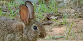 Amplían declaración de emergencia cinegética temporal por daños de conejo de monte