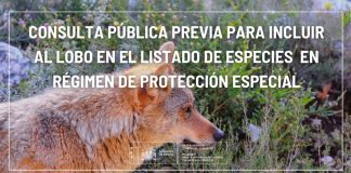 La protección del lobo, a consulta pública