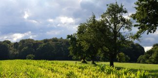 PAC y biodiversidad: la importancia de no plantar de cualquier manera. Miriam Pajares Guerra. Fundación Internacional para la Restauración de Ecosistemas y Coalición Por Otra PAC