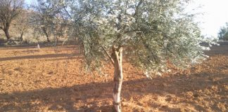 Municipios agrícolas se unen para buscar soluciones a sobrepoblación de conejos daños conejos