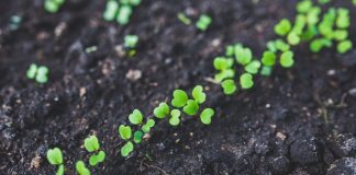 Demanda facilitar a los agricultores la comercialización del material heterogéneo ecológico