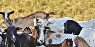 El censo caprino en España se mantiene estable cabras